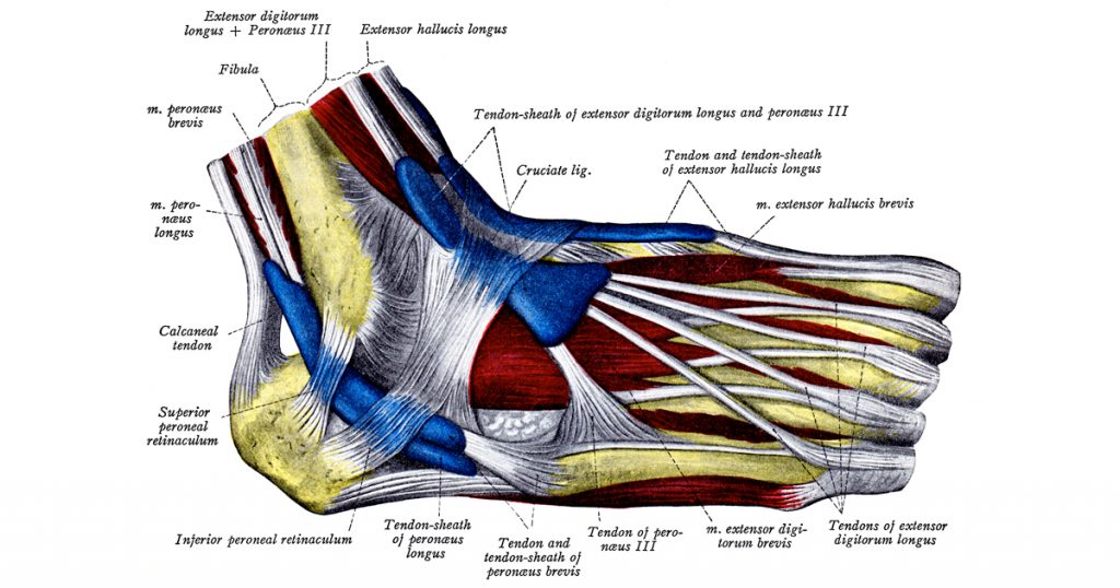 Foot Anatomy