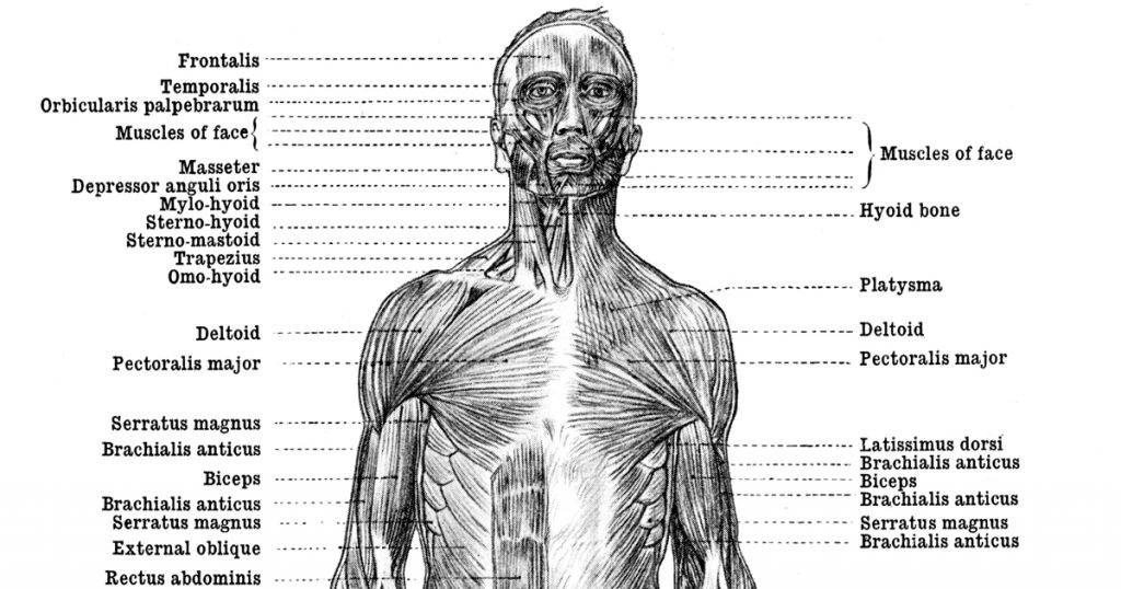 Muscular Human Anatomy