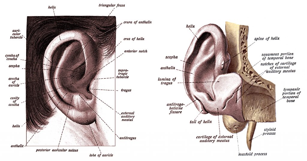 The Anatomy Of The Ear