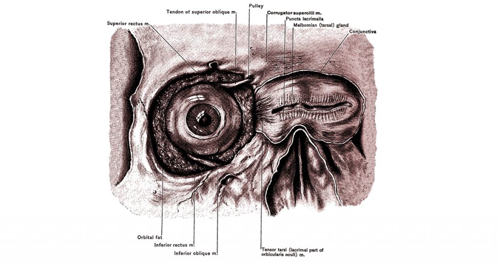 The Anatomy Of The Eye