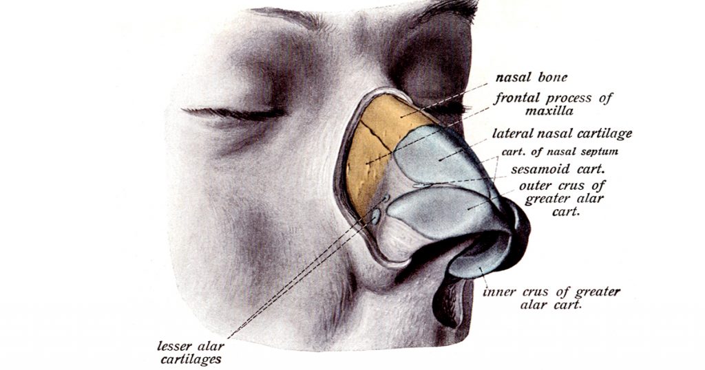 The Nose Anatomy