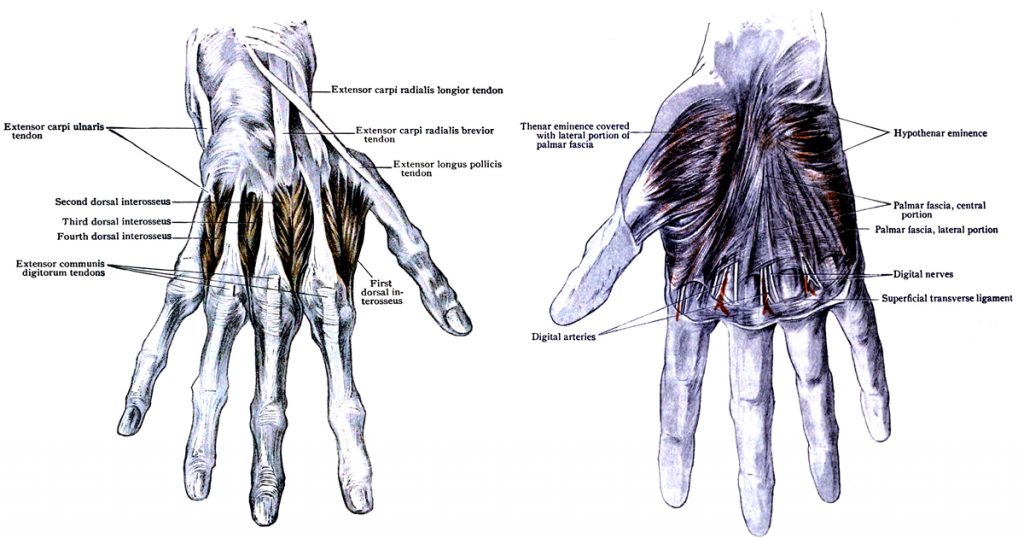 Diagrams Of The Hand