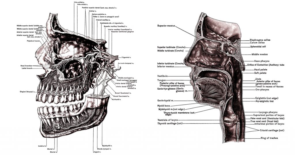 Diagrams Of The Mouth