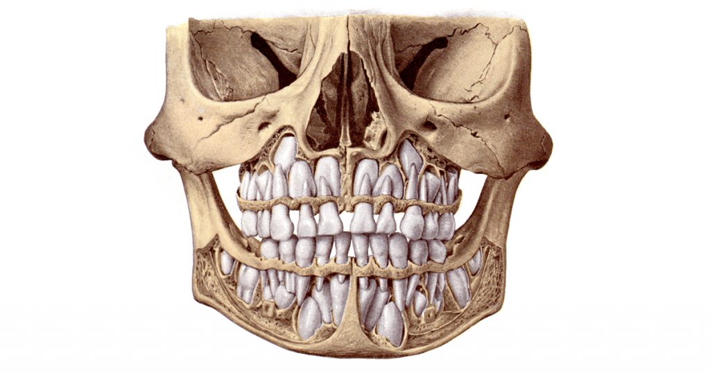 Diagrams Of The Teeth
