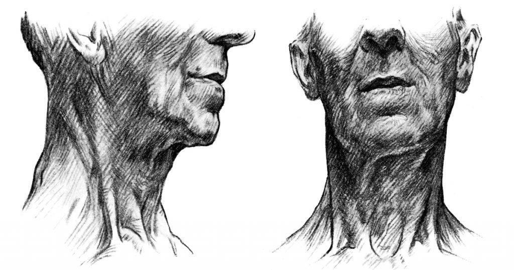 Neck Drawings