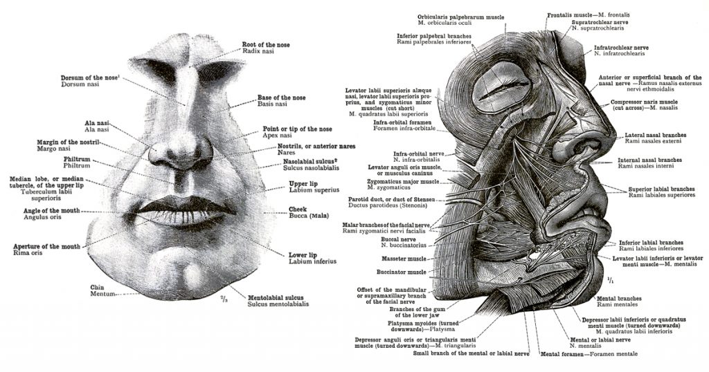 The Anatomy Of The Face
