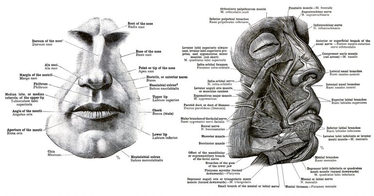 The Anatomy of the Face - Karen's Whimsy
