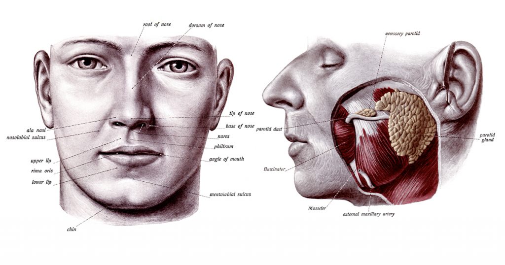 The Anatomy Of The Mouth