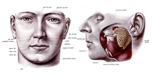 The Anatomy Of The Mouth
