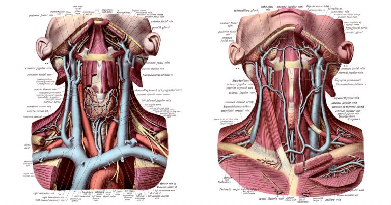 Neck Visual The Anatomy of the Neck - Karen's Whimsy