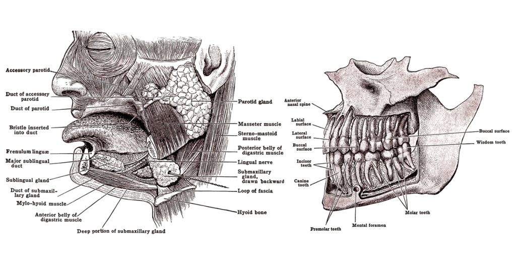 The Mouth Anatomy