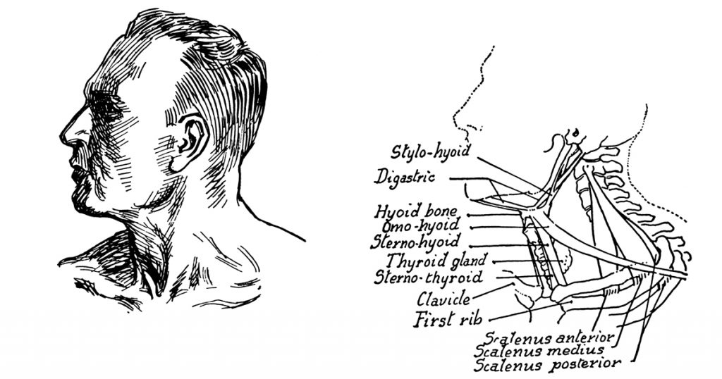 Anatomy Of The Neck And Throat