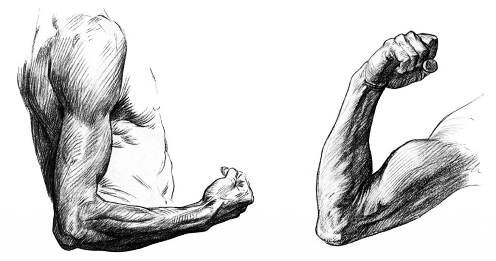 Drawing Of Arm Muscles