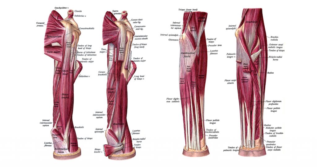 The Anatomy Of The Arm