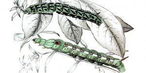 Types Of Caterpillars