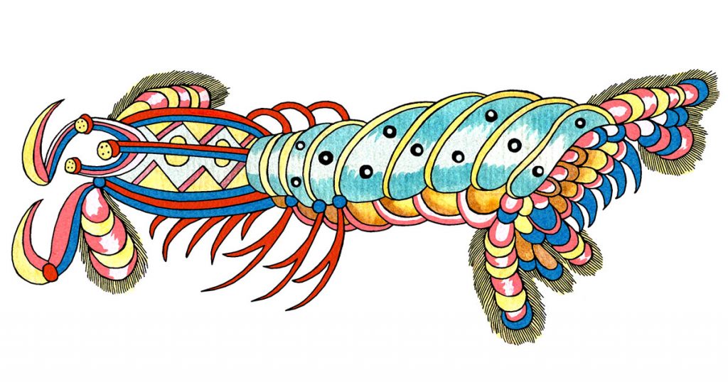 Creatures In The Ocean