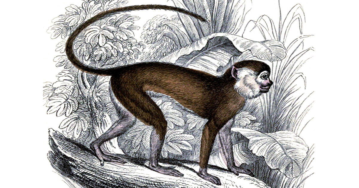 Types of Monkeys and Apes - Karen's Whimsy