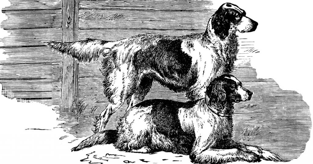 Black And White Dog Drawings