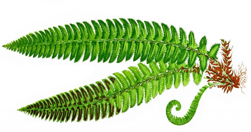 Fern Images