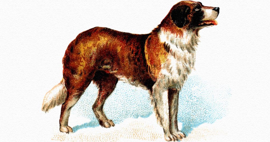 Pictures Of Cute Dogs