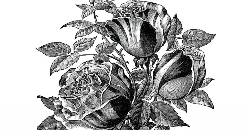 Black And White Drawings Of Roses