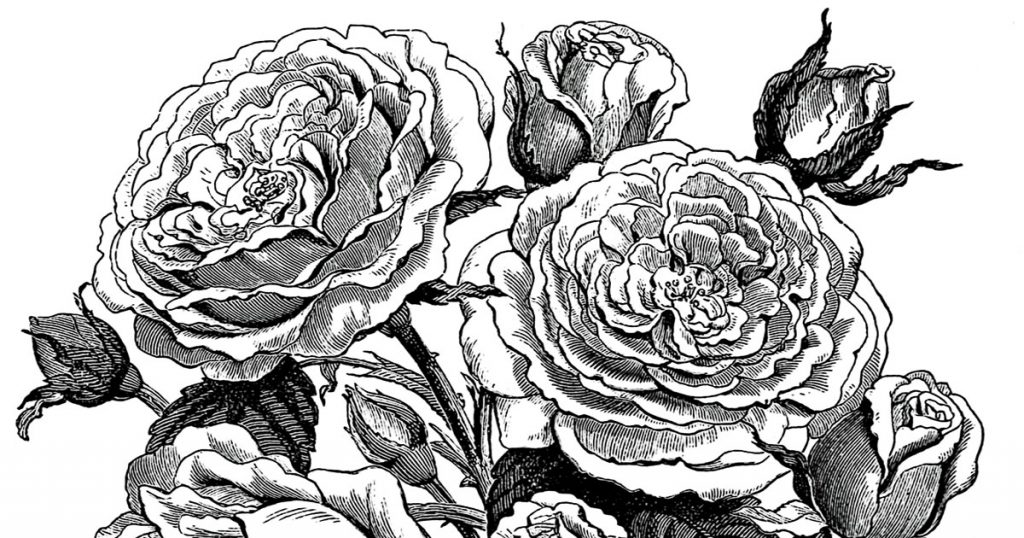 Black And White Rose Clip Art
