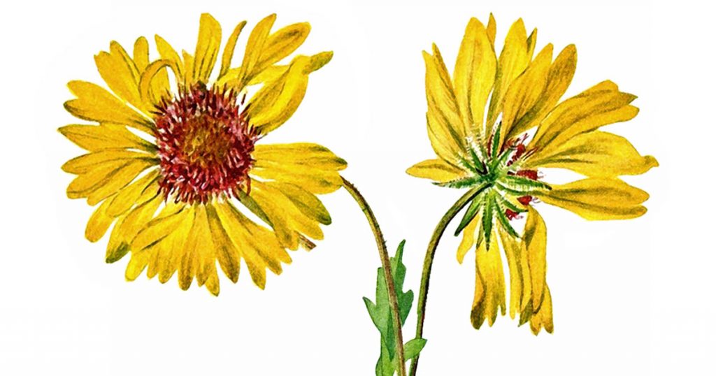 Clip Art Of A Flower