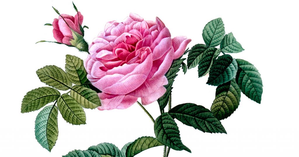 Clip Art Of A Rose