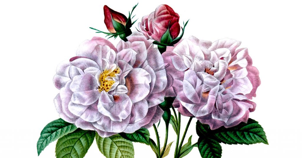 Clip Art Of Roses