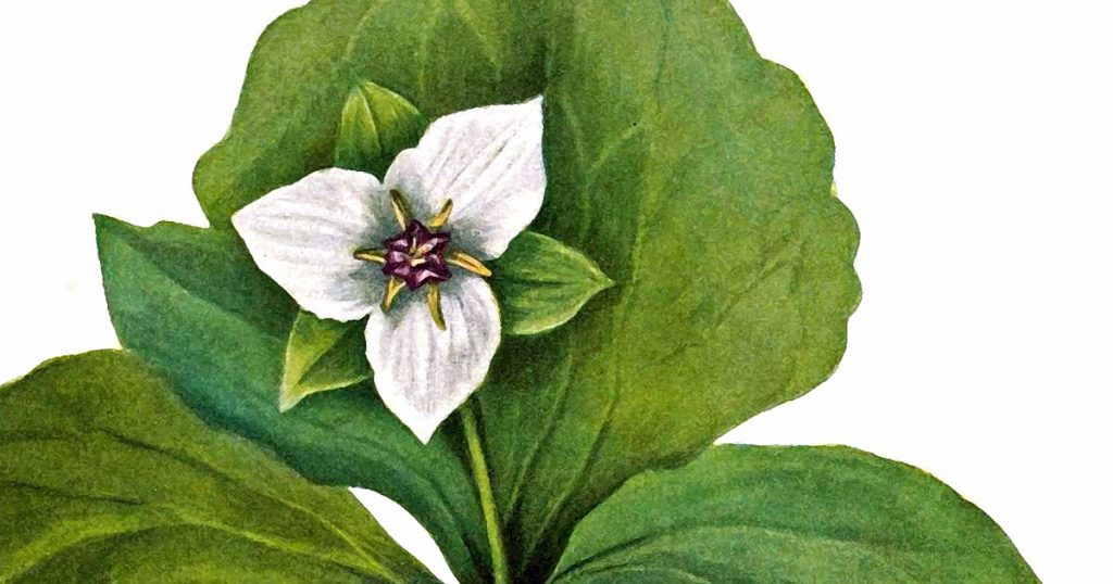 Drawings Of A Flower