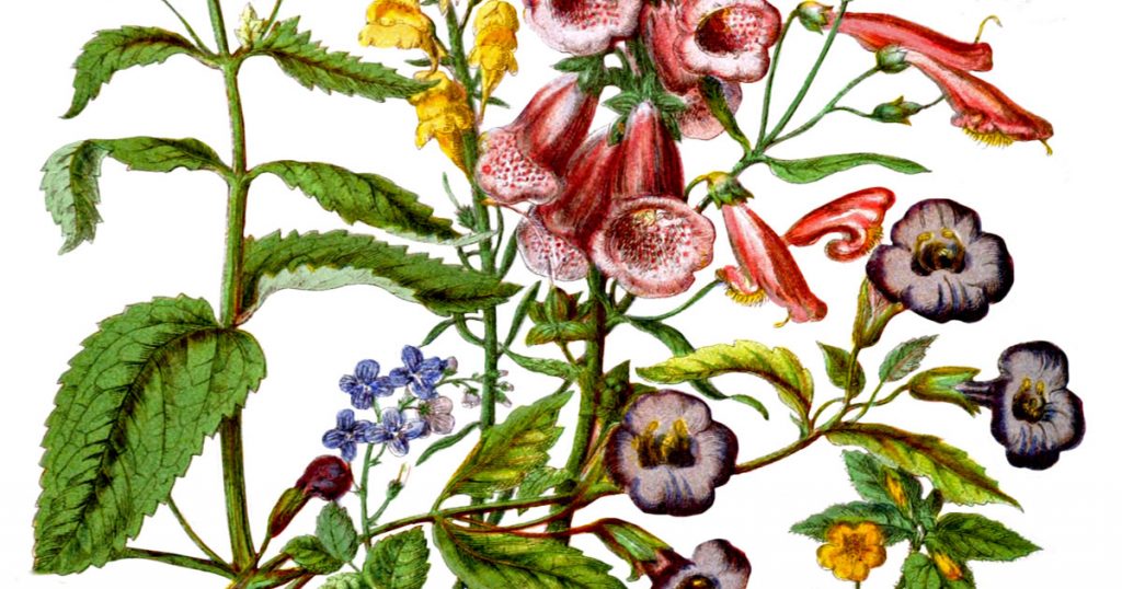 Flower Images Drawing