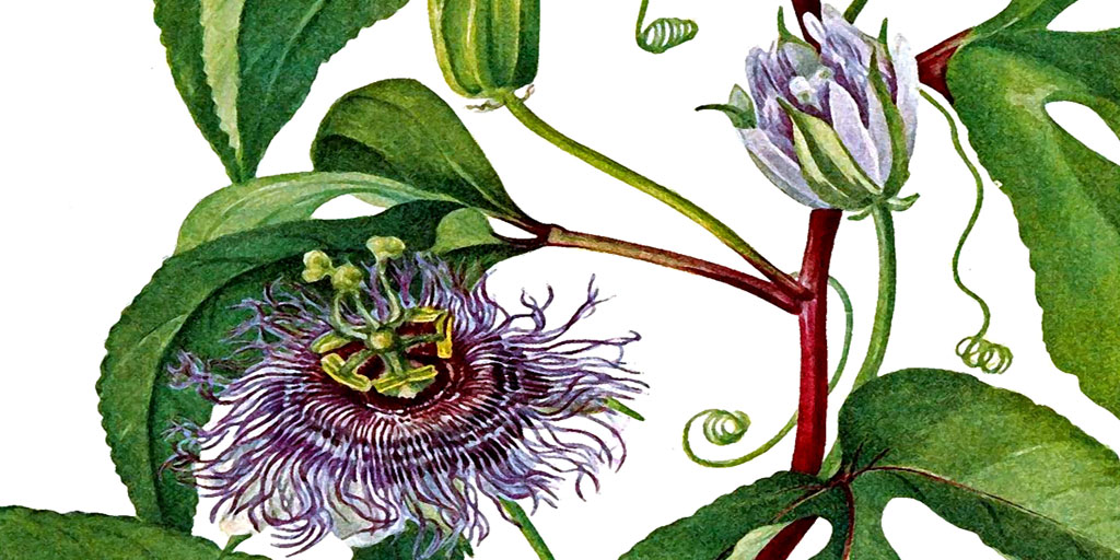 Flower Sketch Drawing 