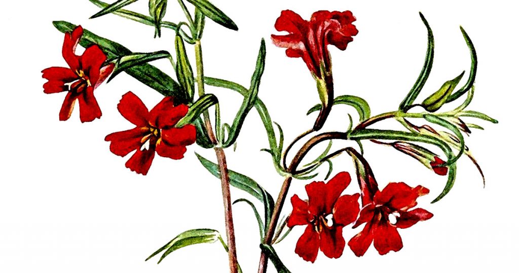 Flower Sketches