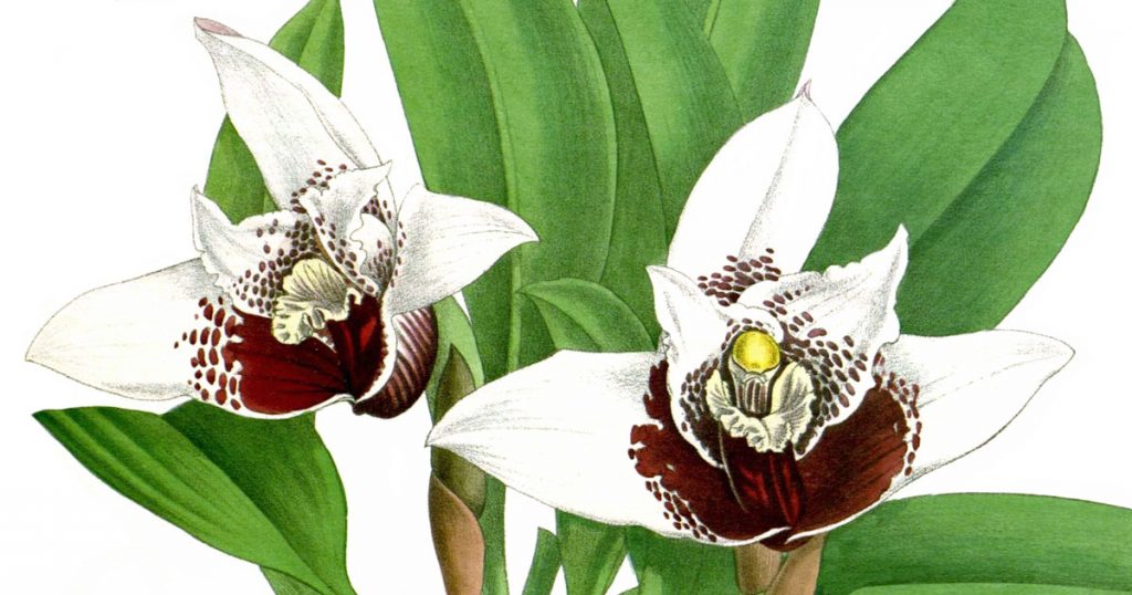 Flowering Orchid Plants