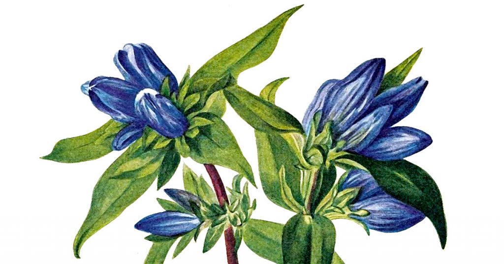 Free Pictures Of Flowers