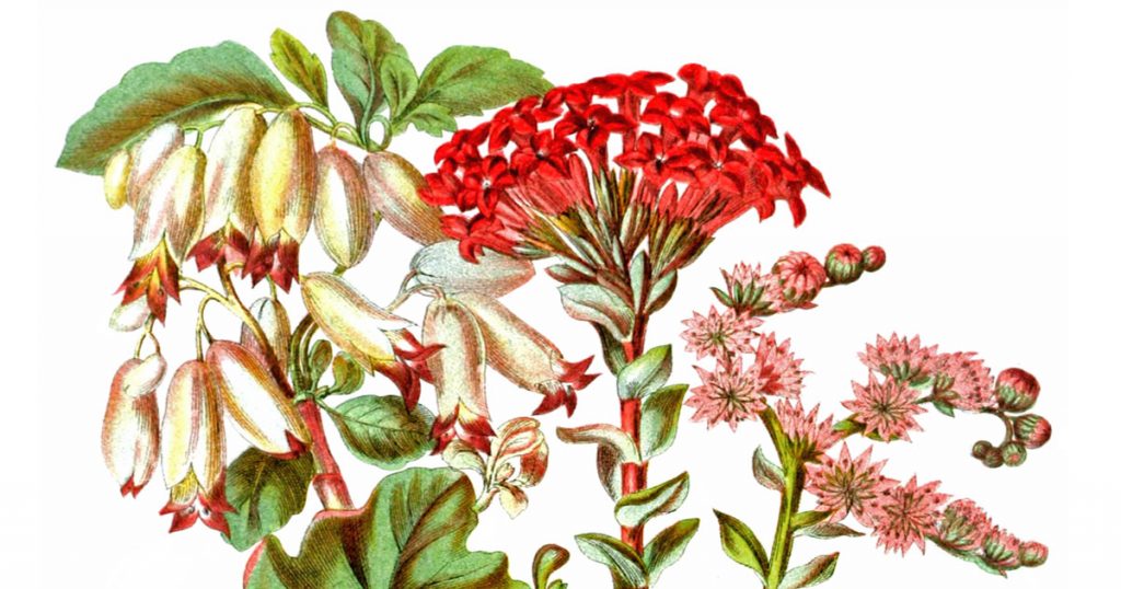 Illustrations Of Flowers