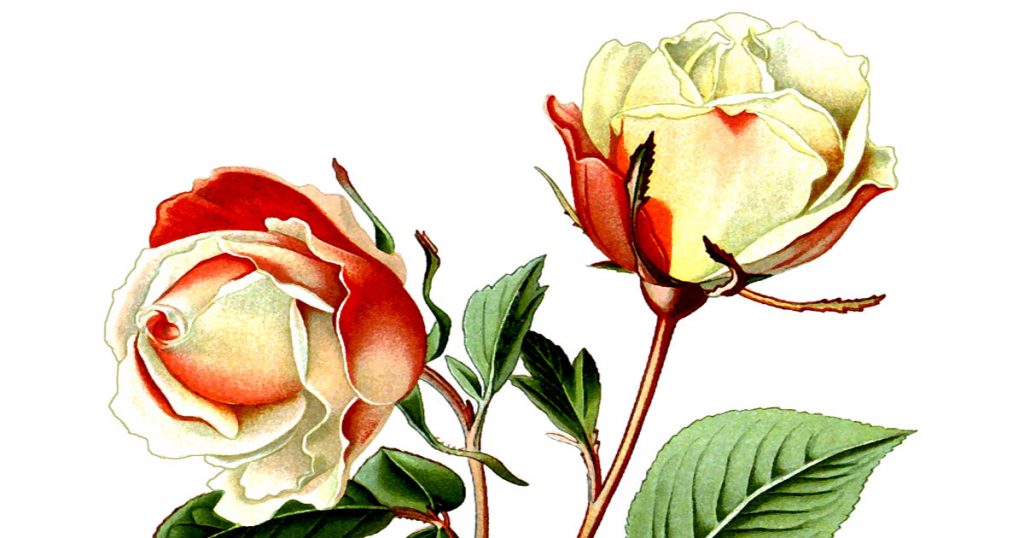Images Of Beautiful Roses