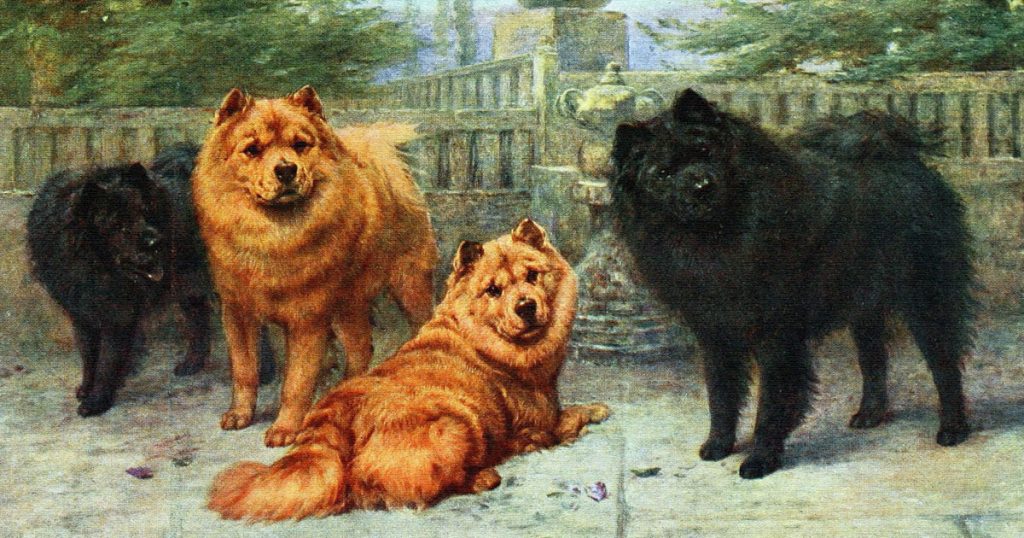 Images Of Dog Breeds