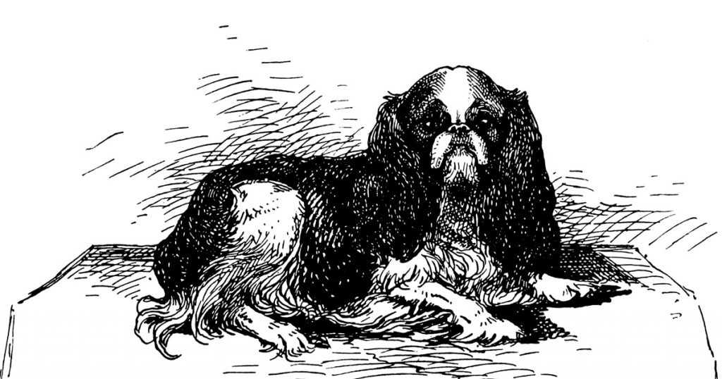 Images Of Little Dogs