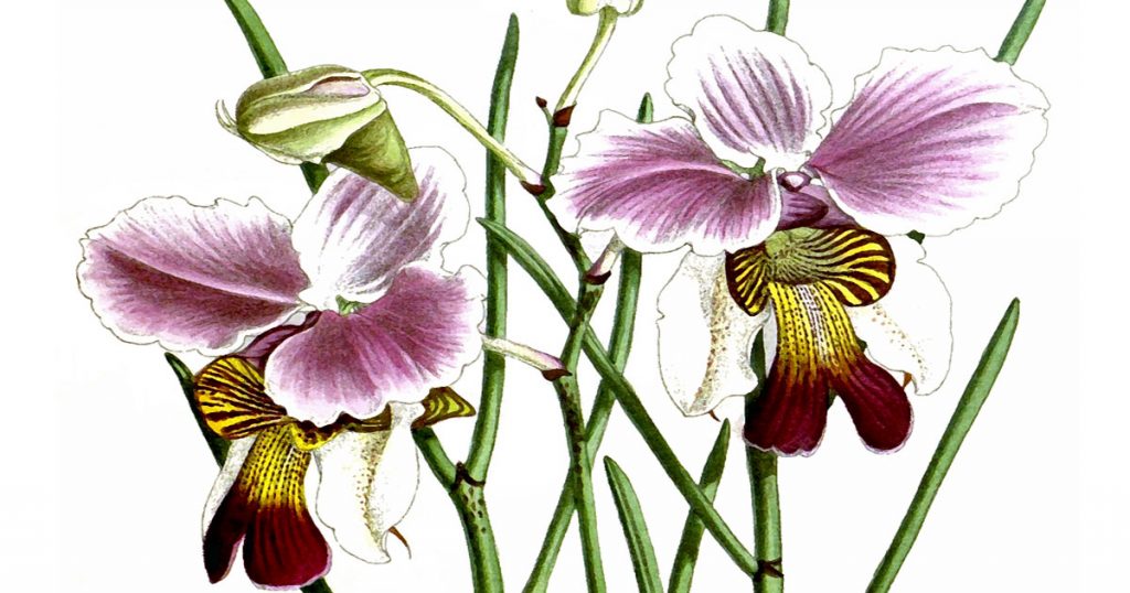 Images Of Orchids