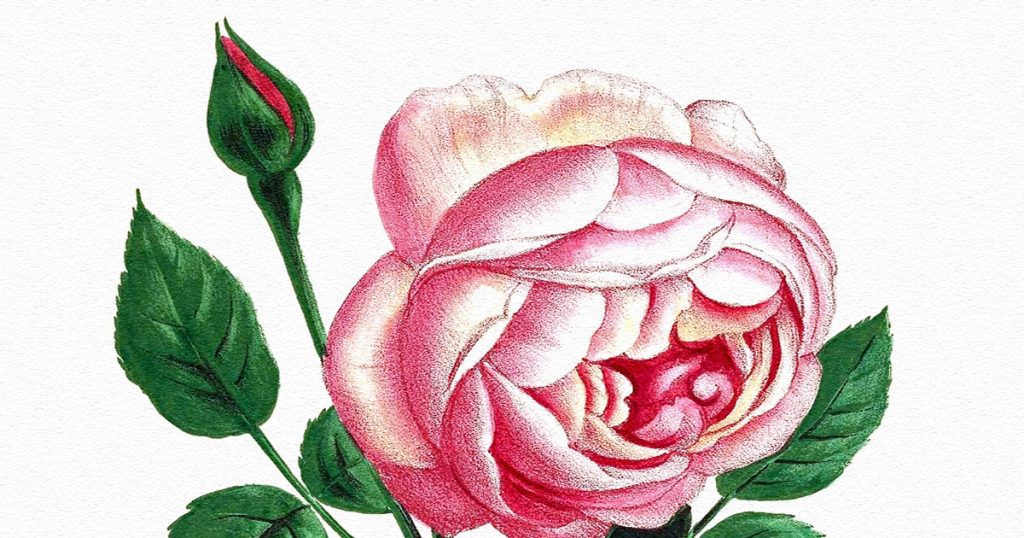 Images Of Roses