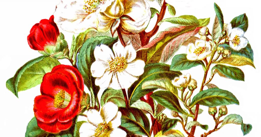 Images Of Types Of Flowers