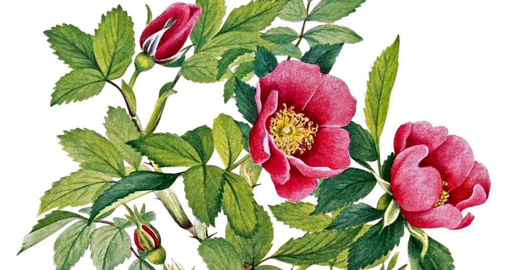 Pics Of Flowers
