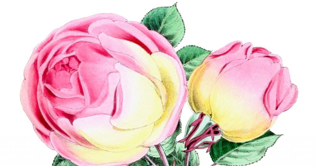 Pictures Of Roses