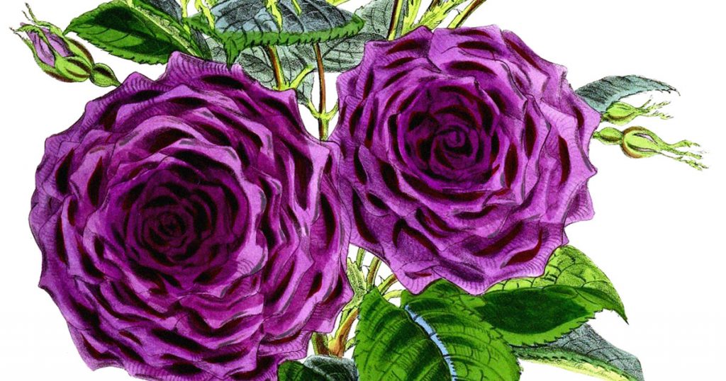 Rose Clip Art