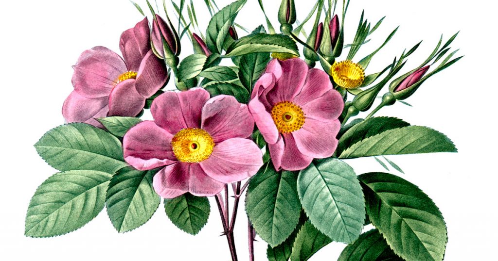 Rose Clipart
