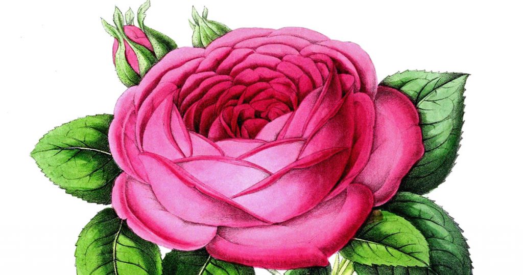 Rose Drawings