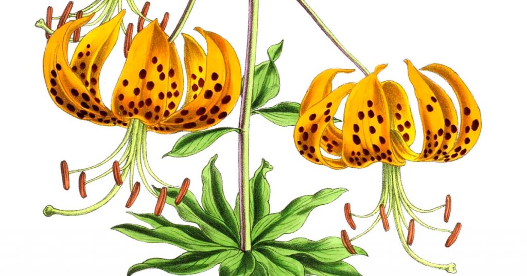 Types Of Lily Plants
