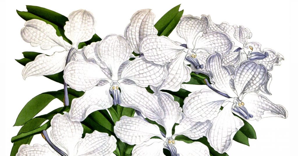 Types Of Orchid Plants