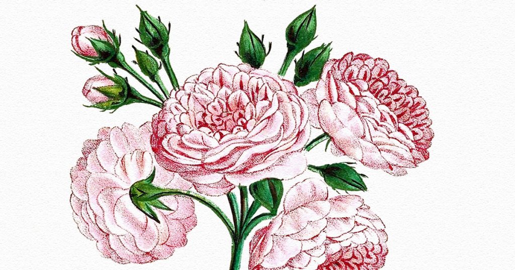 Types Of Roses